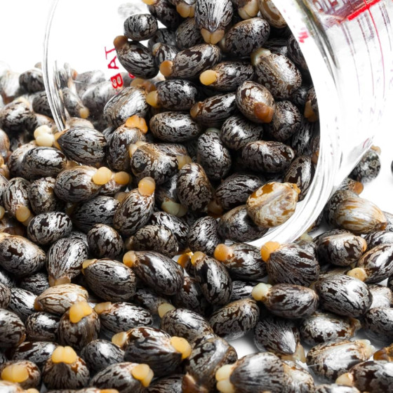 Castor Oil Seed